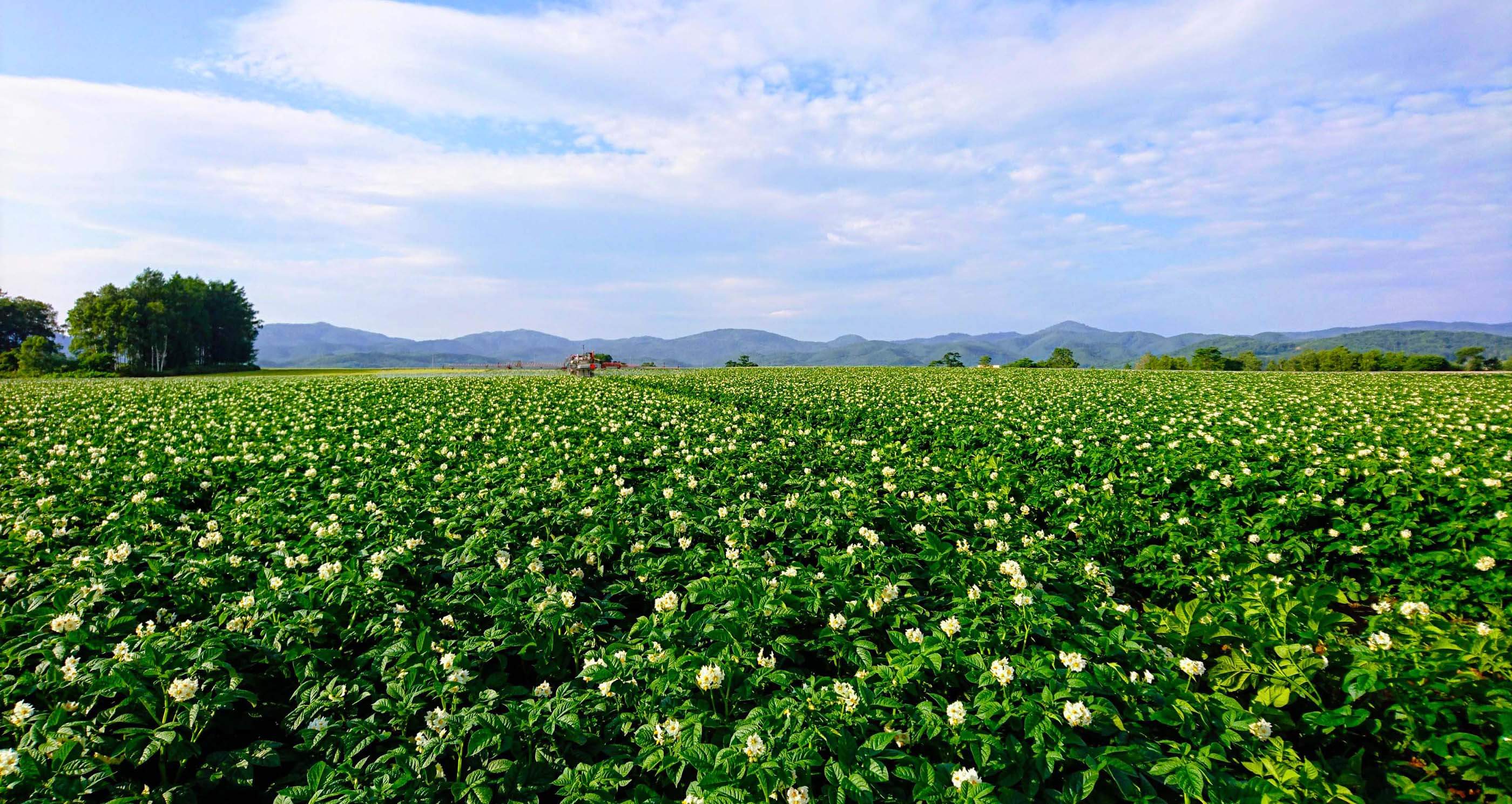 北海道の倶知安町の景色の中にあるhatakeconsciousの農場